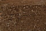 Permineralized Wood Covered In Sparkling Quartz - Germany #302087-1